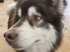 -Let's go狗咖·猫咖·奶狗·桌游(春熙路IFS店)