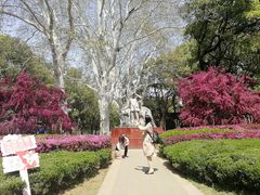 -武汉大学-樱园