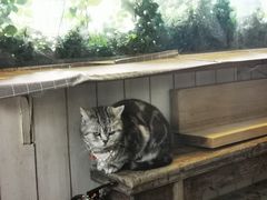-海边的猫和咖啡馆