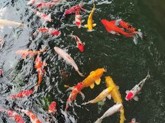 -吴越荣记·苏州菜·松鼠桂鱼(斜塘老街店)