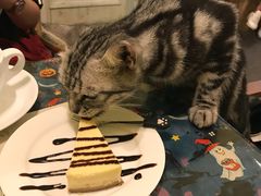 -猫色咖啡·猫咖