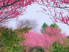 -花开海上生态园