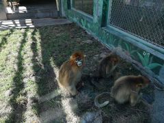 -西安秦岭野生动物园