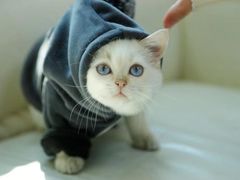 -lincat·猫舍(广州店)