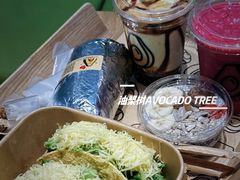 -油梨树 AVOCADO TREE(亮马桥店)