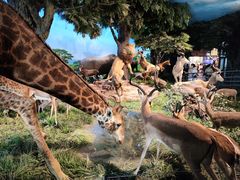 -国家自然博物馆