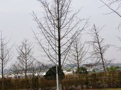 -梁子湖东篱老屋生态庄园