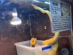-上海大自然野生昆虫馆(东方明珠·爬宠昆虫探索中心)