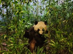 -陕西自然博物馆