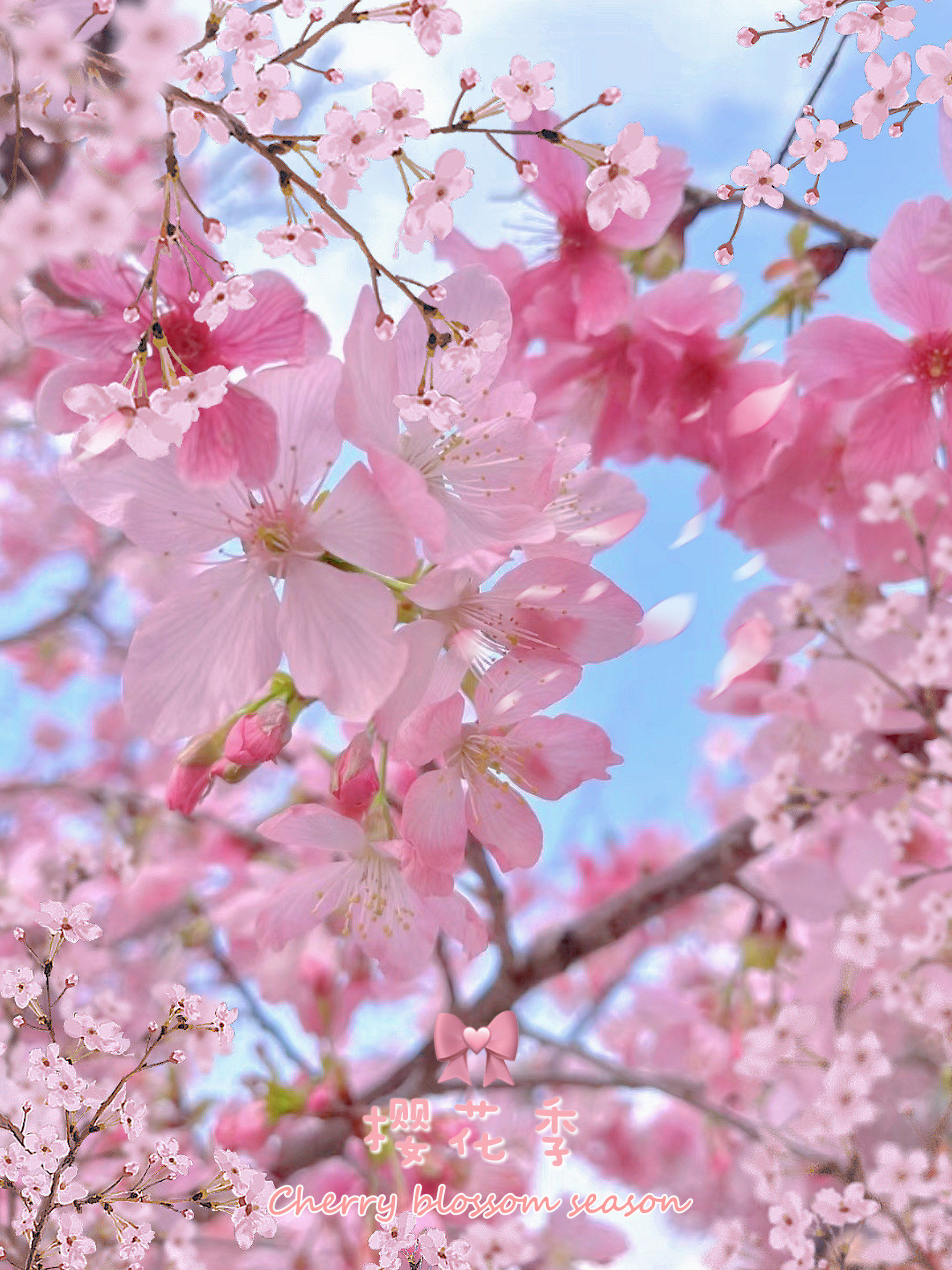 🍃春风十里,不如樱花盛开时的你!