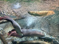 -上海海洋水族馆