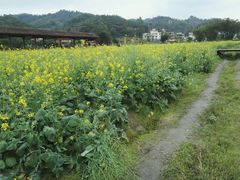 -红山村