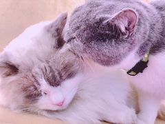 -极木²邸 人与宠物·互动社区