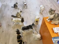 -Bastet sally猫舍购宠(静安店)