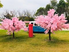 -杭州湾海上花田景区