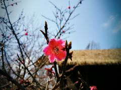 -秀丽东方