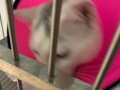 -福懋动物医院·犬猫全科·外科·重症科(杏林分院)