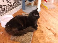-猫小院猫主题餐厅(三里屯店)