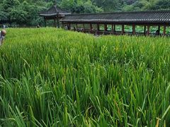 -龙头寺公园