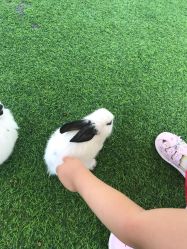 -萌宠亲子动物乐园(槐房万达店)