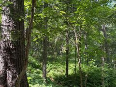 -五营红松林海景区