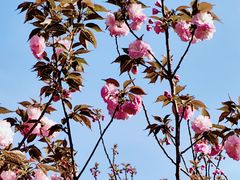 -高东镇樱花园