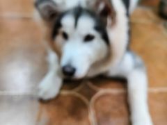-李小姐の猫咖啡馆(五角场店)