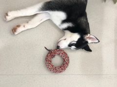 -共舞时光猫咖·狗咖(新街口店)