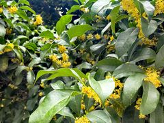 -漕河泾开发区(地铁站)