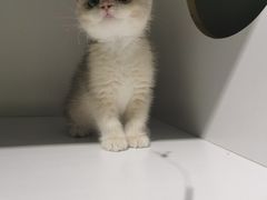 -东方名猫馆·英短金渐层布偶猫舍(环线广场1号楼店)