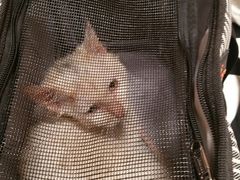 -瑞派·关忠动物医院·异宠专科·犬猫肿瘤·皮肤专科(望京店)