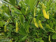 -黑龙江省森林植物园