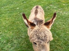 -武陵山森林公园