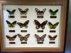 iphone_upload_pic-上海昆虫博物馆