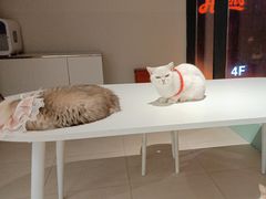 -怪兽屋·羊驼·猫咖·狗咖(俊华广场店)