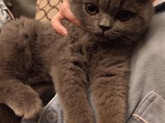 -袖虎·猫馆(体育西路店)