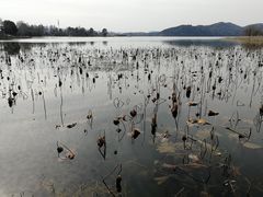 -东湖落雁景区