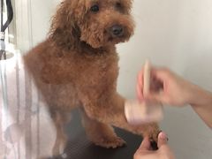-BABYDOG宝贝狗宠物乐园(欧洲城店)
