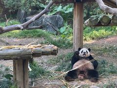 -广州长隆野生动物世界
