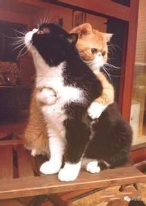 -邢记板栗(铜陵二店)