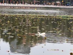 -翠湖公园