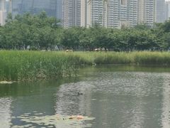 -西北湖绿化广场