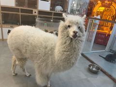 -Honey Bacca 哈尼芭卡高端萌宠(朝阳大悦城店)