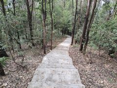 -滴水岩森林公园