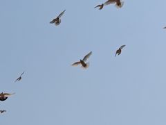 -上海动物园(地铁站)