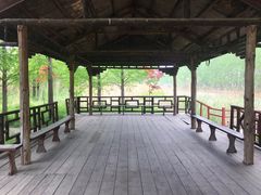 -微山湖红荷湿地景区