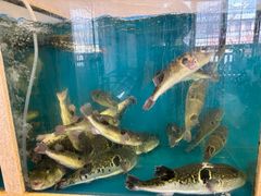 -天正河鲀·河豚亭(大连店)