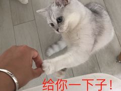 -喵的天空名猫咖啡馆·撸猫·猫舍·用品