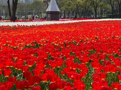 -大宁郁金香公园-停车场