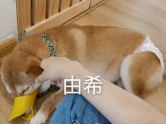 -柴犬小屋·柴餐厅·狗咖食堂(金鼎广场店)